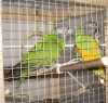 Papušek senegalský - pár