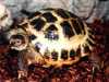 Želva stepní-krásné odrostlé želvy