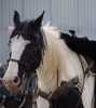 Valach jménem Aristo Van De Cormey Hoeve, plemene Irish Cob Sport Horse, nar. 13.8.2000, dovezen z Holandska. Zaučen v tahu, nyní ježděn westernově - pro zkušeného jezdce! Velmi hodný na ošetřování. 

