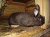 Dobrý den, prodám králíky na chov i maso (kříženci masných plemen) narozeni v listopadu 2010. Uvedená cena je za 1 kg živé váhy - mají zhruba 3 kg. 