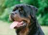 Rottweiler – 20ti měsíční pes s PP