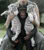 Téměř bez baby tygry Abd šimpanz pro přijetí, mají všechny jejich doklady a byli výstřel a očkovaná, dobře s dětmi dospělých a jiné zvířata. bude také přichází se všemi jejich registraci a přijímání dokumentů, včetně jejich cestovní pas a rodokmen. Kontaktujte nás formore informace v případě zájmu ...