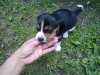 štěňata bígl - beagle