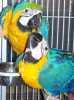 Pár modrých a zlatých macaws