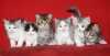 Prodám sibiřská koťátka s PP.Koťátka jsou očkovaná,čipovaná a odčervená.Zvyklá žít v bytě a naučená čistotě.
