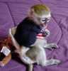 Nádherný baby opice kapucín pro při