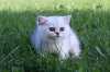 Přijímáme rezervace na koťátka britské kočky ve zbarvení silver shaded (BRI ns11) po zahraničních rodičích. Koťátka mají holandský rodokmen NEOCAT, EU passport, 2x vakcinace RCP, vzteklina a mikročip. Odběr v 10/2011.