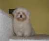 Hledám psí nevěstupro ročního,bílého,rodinu milujícího a mírně svéhlavého Havanského psíka 4,80kg,bez PP.Děkuji