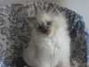 Chovatelská stanice koček ragdoll „Blue Miracle“ nabízí krásná, vymazlená koťátka. Koťátka jsou narozena 3.8.2011 a jsou ve zbarvení blue mitted. Koťátka mají průkaz původu a jsou po perfektních rodičích ze zahraničí.
Cena: 6-10 000,- Kč
tel. č.:  728 428 488

