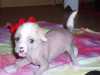 Čínský chocholatý pes - krásná štěňátka naháčků bez PP. Otec PP. Jedna fenka, dva psi. Štěňata jsou narozena 17.9.2011. K odběru budou v listopadu. Budou řádně odčervená a naočkovaná. 4.000 Kč.