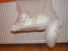 bílý kočičák turecké angory s PP