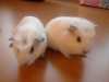 Prodám malá morčátka (rozeta), narozena 26.9.2011 (samička a sameček). Čistě bílá. Jsou krotká a od malička zvyklá na děti, nekoušou. Odběr možný i v Pardubicích.