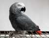 Africký papoušek šedý papoušek a úr