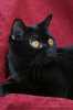 Dne 13.2.2012, se stratila černá britská kočka, slyšící na jméno Lucie, má 5 let. Za jaké koliv informace předem děkujeme. 