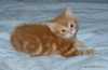 Britská červená mramorovaná koťátka s PP po velmi kvalitních rodičích (IC,GIC) k odběru začátkem dubna. Jsou velmi mazlivá, naučená na kočičí toaletu ,škrabadlo, odčervená a kompletně  očkovaná. Vhodná do chovu, na výstavy  i na atraktivního mazlíka.
