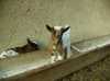 Nabízíme k prodeji kozlíka  holandské kozy zakrslé narozeného v únoru 2012 v registrovaném chovu. Kozlík je tříbarevný. Odběr možný od začátku června. Je možné se dohodnout i na přepravě.