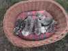 Nabízím whiskas koťátka ze dvou vrhů (12.4. a 14.4.2012) k odběru začátkem června po 1.očkování. Jedná se o 3 kocourky ve zbarvení tygr, dále 1 kocourek ve zbarvení mramor a 1 kočička ve zbarvení mramor. Po rodičích dědí dobré vlastnosti, klidnou povahu. Koťátka budou 2-3x odčervená, naučená na kočičí wc. Je možná nezávazná návštěva. Více informací na tel.č. 605 84 71 18 