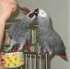 papouška žaka - Nabídka