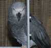 krásná a pečující papoušek pro přijetí a znovu
Máte-li zájem se vrátil fo info