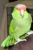 krásné papoušek pro přijetí.
máme africký papoušek šedý za rozdat ceny, takže pokud jste zájem vrátit se ke mně informace a fotografie.
díky
Kara