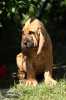 Ch.s. Abive nabízí štěně – pejska plemene Bloodhound výstavně úspěšných rodičů (Ich, Mch, Gch, Bundessieger, champ., Pl. Cz, Slo, Švédska, BIS, BIG, BID, European Dog Show Winner, nominace Crufts…). Již k odběru.

