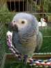 krásné ZAKO papoušek
prosím, pokud máte zájem o tento papoušek dostat zpět ke mně, jak nejdříve to půjde pro více informací
