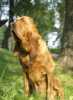 Bloodhound pes ke krytí!!
