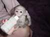 Zdravé kapucínského Opice