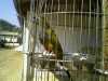 Papoušek patagonský samice