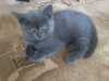 Prodam 2 britská koťátka po papirovem kocourovi-kočičku a kocourka,naučená na kočkolit,sama žerou,odběr ihned.

cena:dohodou

774219111
