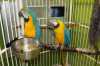 Mám pár modrých a zlatých macaws. J