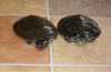 Prodám dvě vodní želvičky želvu nádhernou (Trachemys skripta elegans), samec, délka krunýře: 7,5cm a bahnivku středoafrickou (Pelomedusa subrufa), samice, délka krunýře: též 7,5cm
Předpokládám, že jim je 6-7let, jsou zvyklé být spolu, přes zimu v akváriu doma, přes jaro léto v jezírku.

