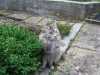 Hledám kočku, která se ztratila v obci Zastávka (okres Brno-venkov) koncem srpna 2012, slyší na jméno Sofie. 
ODMĚNA!!!