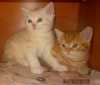 Britská koťata-červená,krémová