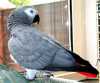 krásné africké šedá papoušek připra