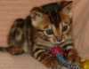 krásné Bengal Kitten k dispozici.