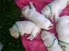 Prodám tři měsíce stará štěňátka Labradora, očkovaná, odčervená, mazlivá. Odběr možný ihned.