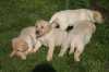 Labrador - čistokrevná štěňata bez 