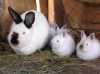 Prodám králíky z domácího chovu. Možno k dalšímu chovu nebo na zabití. Krmeno pouze senem a zrním!!!