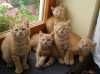 Britská krátkosrtá koťata
