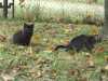 Daruji koťátko dlouhosrsté - černá kočička. Narozené v srpnu, už sama jí a můžete ho mít jako venkovní a nebo si ho naučit do bytu.