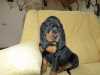Nabízím poslední volnou fenku vzácného plemene Black and Tan Coonhound. Je očkovaná, čipovaná s EU pasem. Coonhound je úžasná povaha. Přátelský pes vhodný do rodiny. Velmi krásný a elegantní pes!!