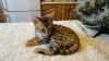 Bengálská koťata - luxusní, s PP, očk. + čipovaná, vymazlená, čistotná, kočičky i kocourky, na chov (s chovem poradíme ) i na mazlíka, osobní návštěva vítána.