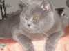 Nabízíme ke krytí kocoura Britky Modré jménem Onur, pro kočičky bez PP, čistá modrá linie, malé ouška, široce posázené, váha 7 kg, má zkušenosti se 100% výsledkem, je ke kočičkám milý a citlivý. Ubytování kočičky je samozřejmostí.