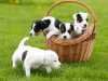 Parson Russell Terrier - štěňátka