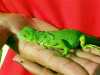 Leguán zelený - barevná mláďátka