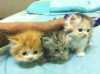 Miniaturní Perské koťátka na prodej