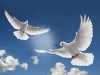 Nabízíme vypouštění bílých svatebních holubů,.
Párek   holubic  za  600kč , hejno  od 1000kč.
Zapůjčení vyzdobeného koše je zdarma .

