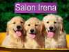 Salon Irena v Chotěboři nabízí služby pro vaše mazlíčky. Stříhání,koupání,perličkové koupele,zábaly,masáže a péči o problematickou srst.Provádíme i rehabilitace pro nemocné,cvičící a pracovní psy