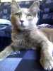 Prodám nádhernou, vychovanou a vymazlenou kočičku Turecké angory. Po úspěšných rodičích na výstavách, s PP. Narozena 12.12.2012. K odběru ihned, dopravu možno dohodnout. Více info na tel.731543855